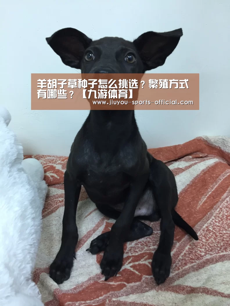 羊胡子草种子怎么挑选?繁殖方式有哪些?【九游体育】(图1) 九游体育APP下载